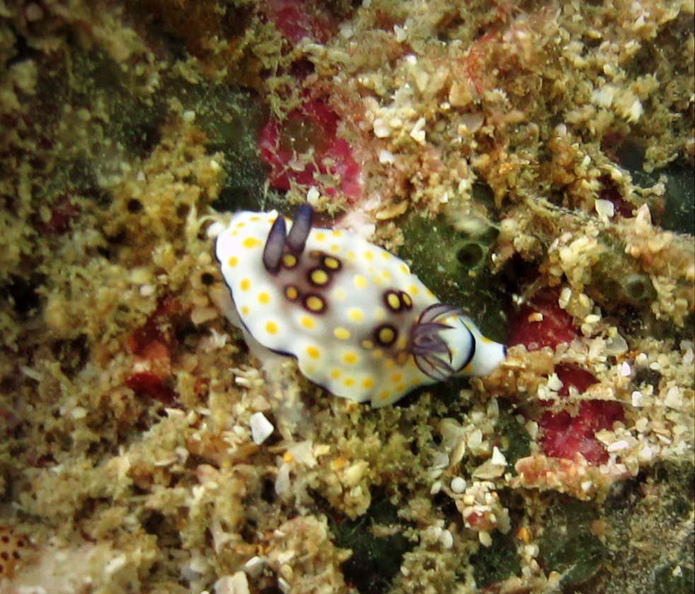 Sea Slug and the Turtle: SS Conch and Earl of Shaftesbury Wreck Dives ...