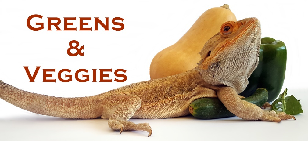 Featured image of post How to Make How To Prepare Acorn Squash For Bearded Dragon