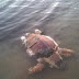 Εντοπισμός νεκρής χελώνας στο λιμάνι Πρέβεζας