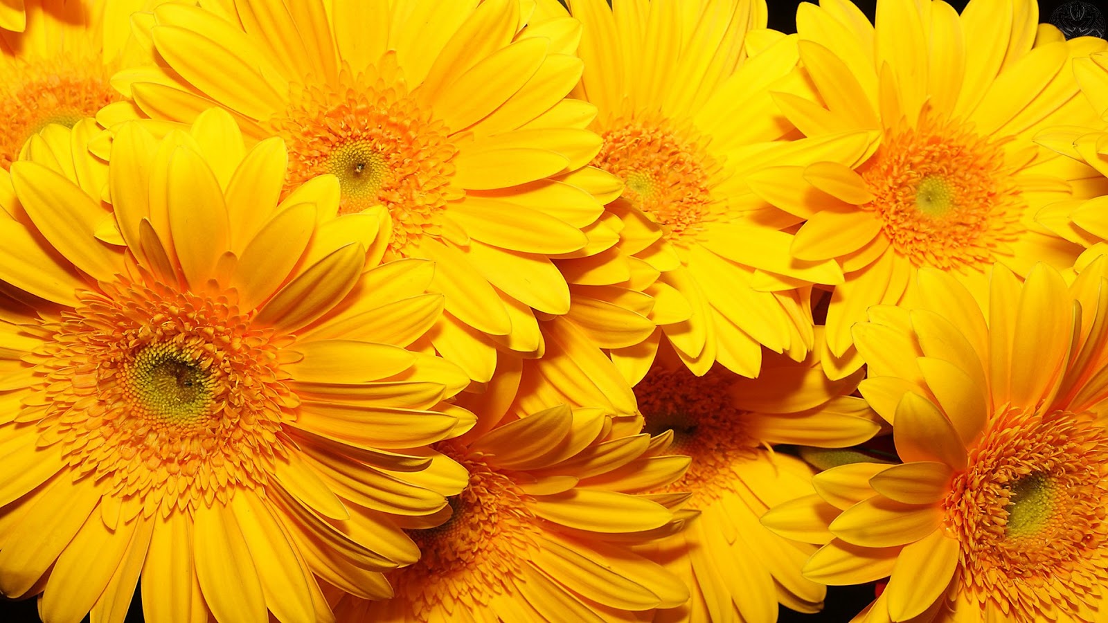 En Popüler 30 Tane Full HD Duvar Kağıdı Rooteto