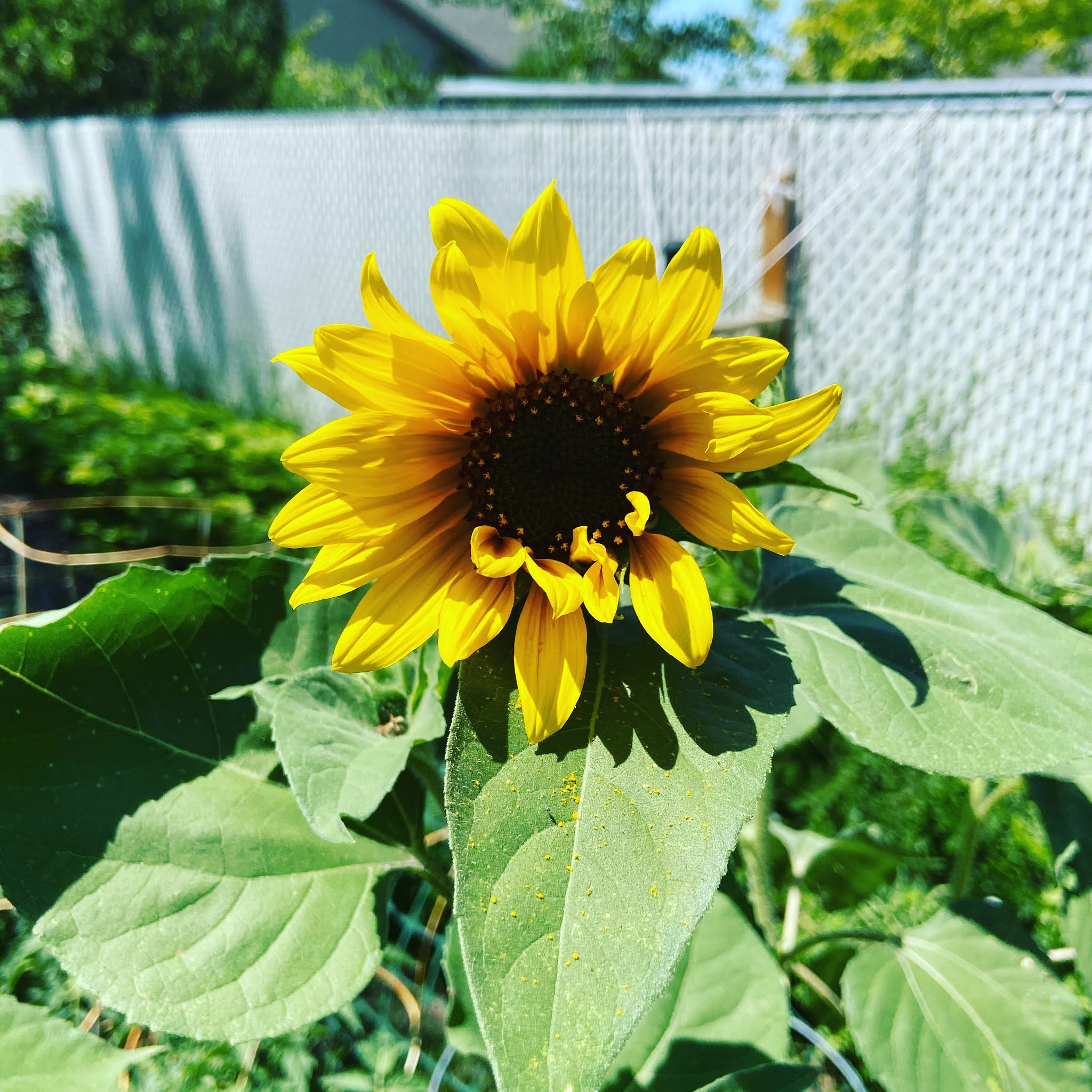 Health Benefits Sunflowers