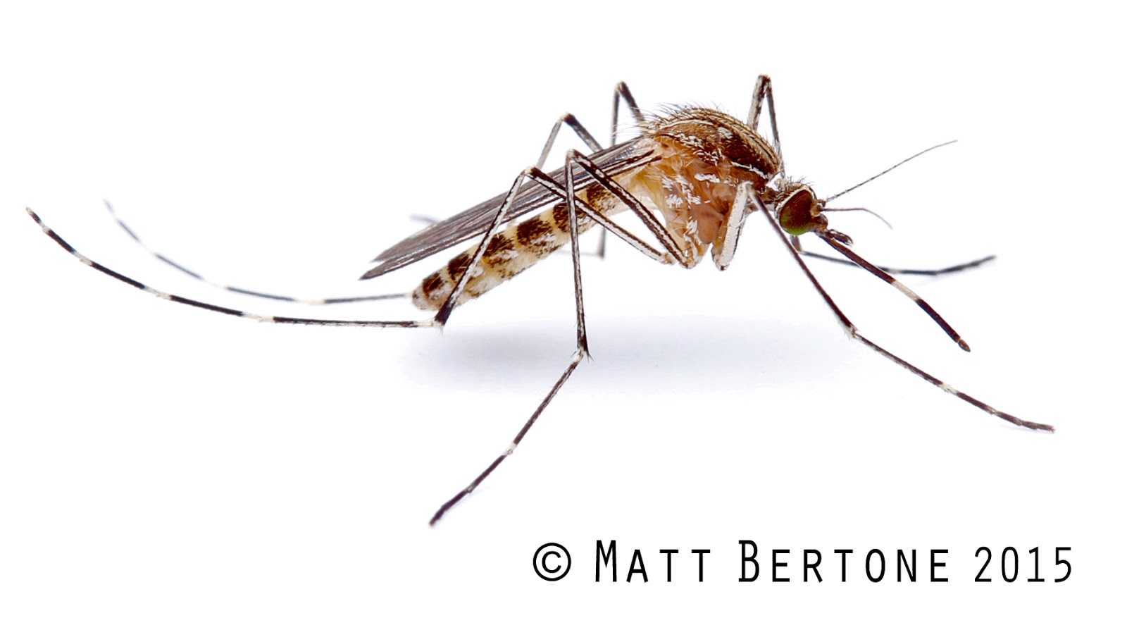 NCSU PDIC Mosquitoes in Winter