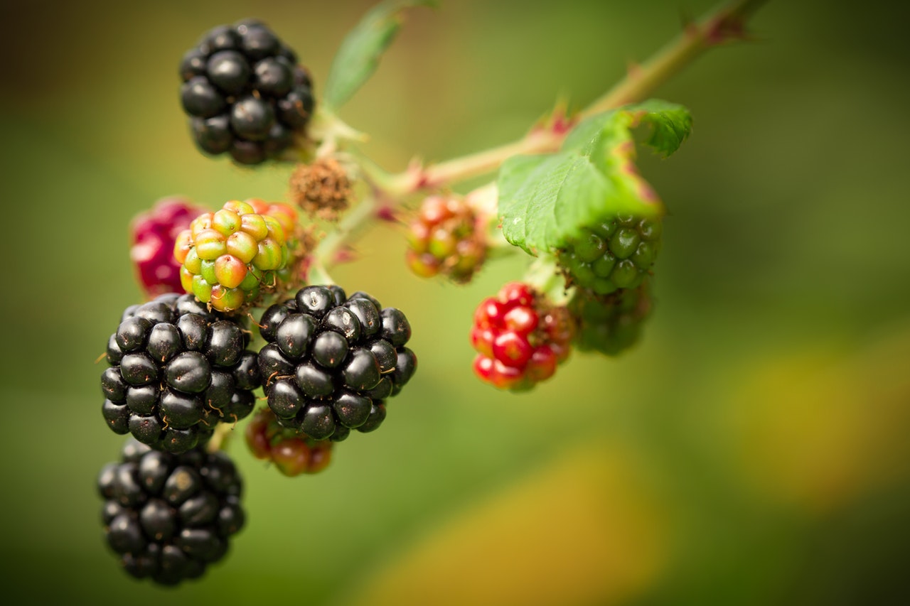 Health benefits of eating BlackBerry best tips of 2020