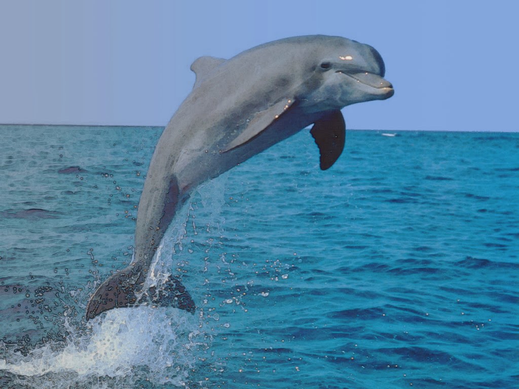 Marine Mammal - Pets