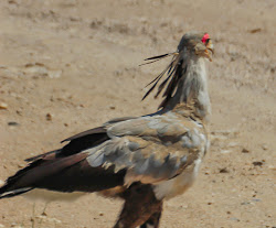 secretarybird feathers flight wikipedia cannundrums feet extend elongated beyond