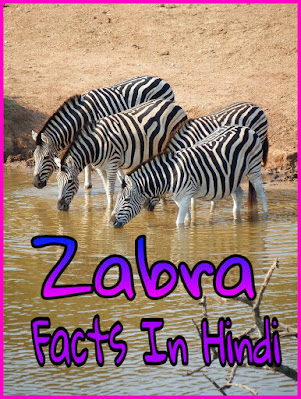 Zebra animal in hindi