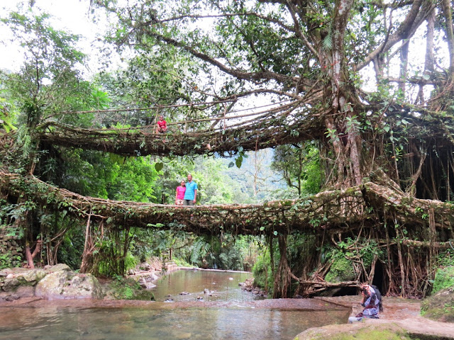Double Decker Living Root Bridge Double Decker Living Root Bridge