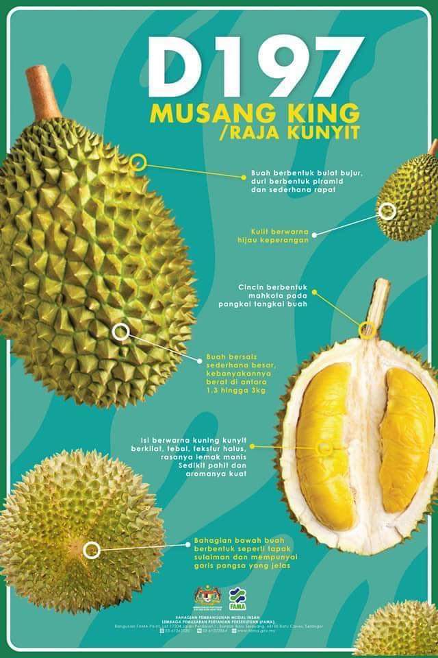 8 Gambar Kenali Durian Yang Popular Dan Sedap Rasanya