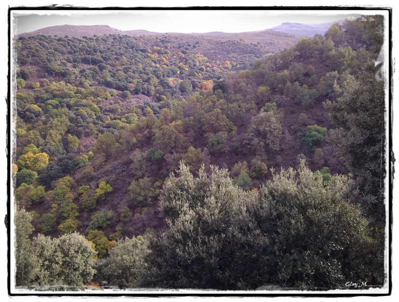 MIRABLOG DE GRANADA El Bosque Encantado del Camarate (3ª parte)