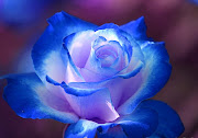 Blue Roses Wallpapers (blue roses )
