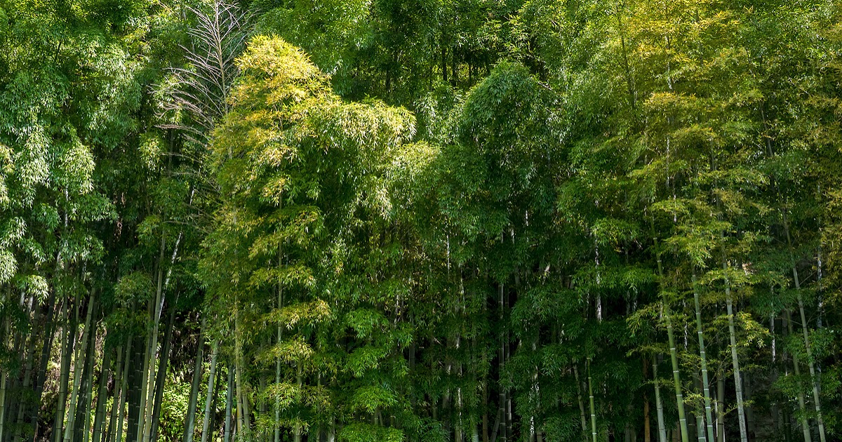 FROM THE GARDEN OF ZEN Spring bamboo grove Jochiji