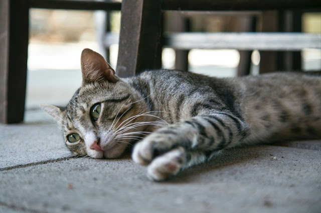 Cats, on average, are less prone to health problems than dogs, and those that live indoors are even less prone. But there is always the possibility of the unexpected, and disease or injury can strike any animal, no matter how safe its surroundings are.