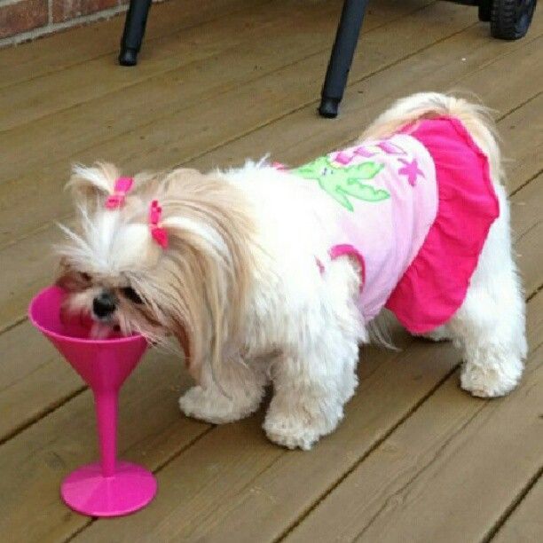 5- Adora ver o shih tzu se refrescando