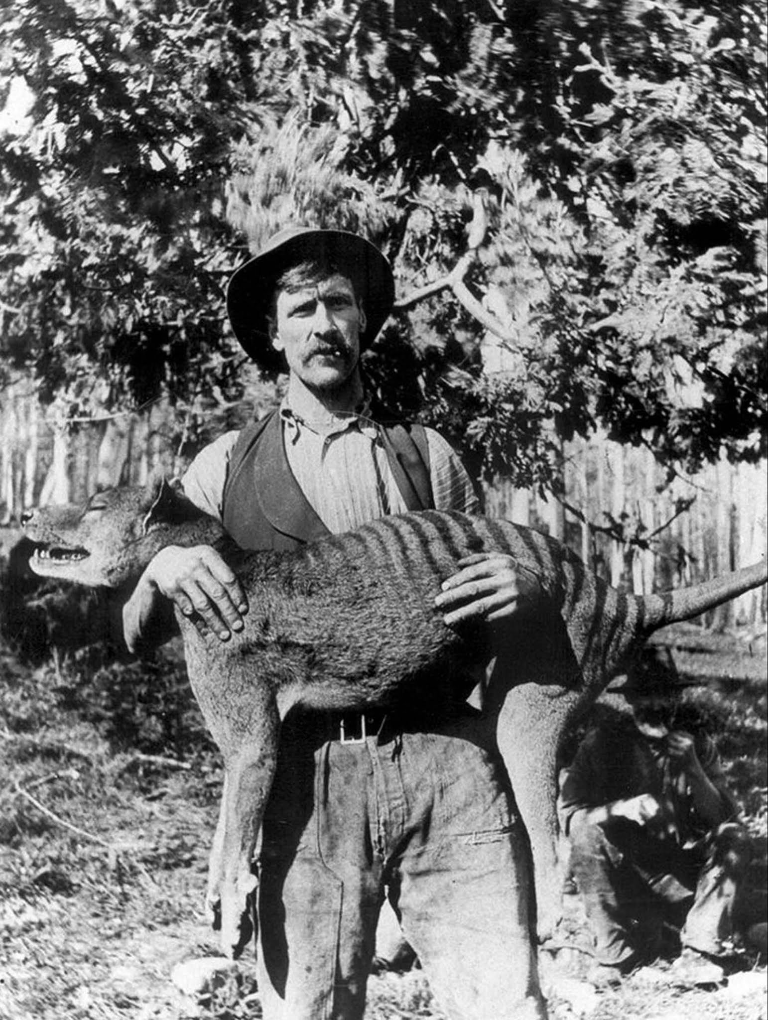 A Tasmanian hunter with a recently killed thylacine. 1925.