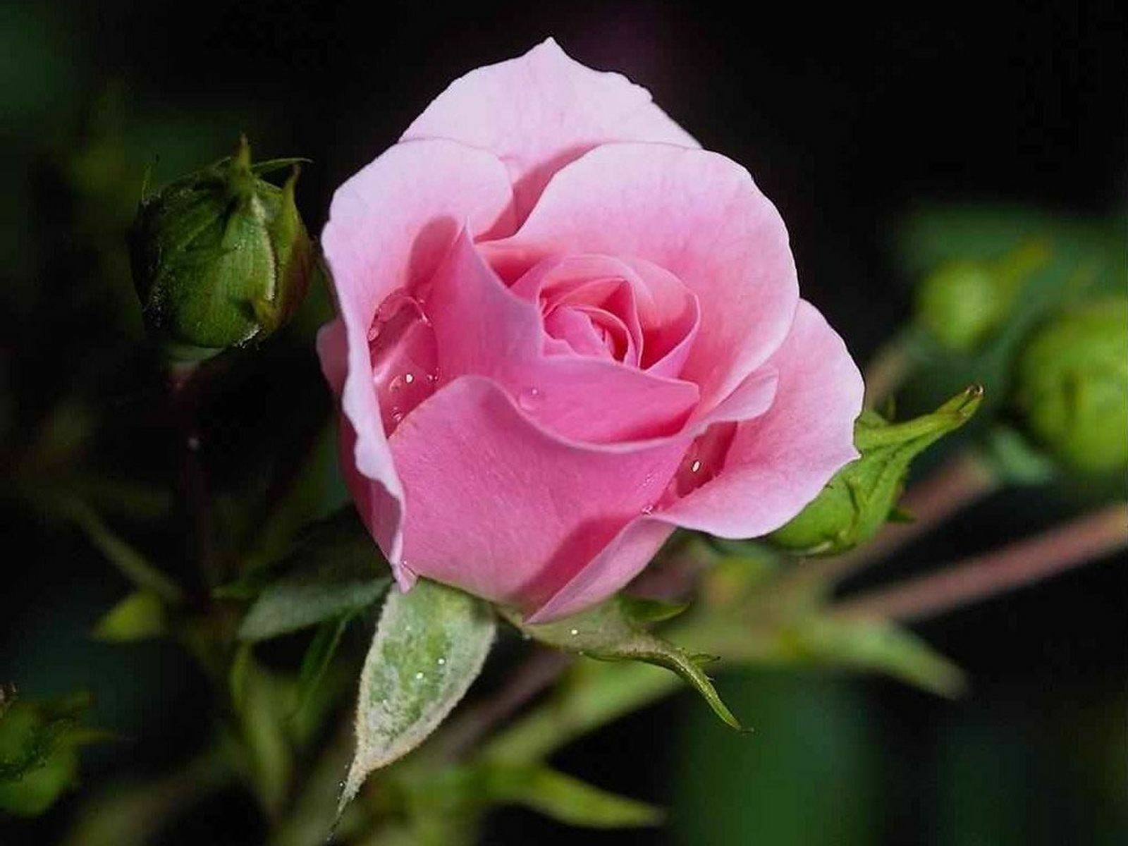 Hoa hồng  Wikipedia tiếng Việt