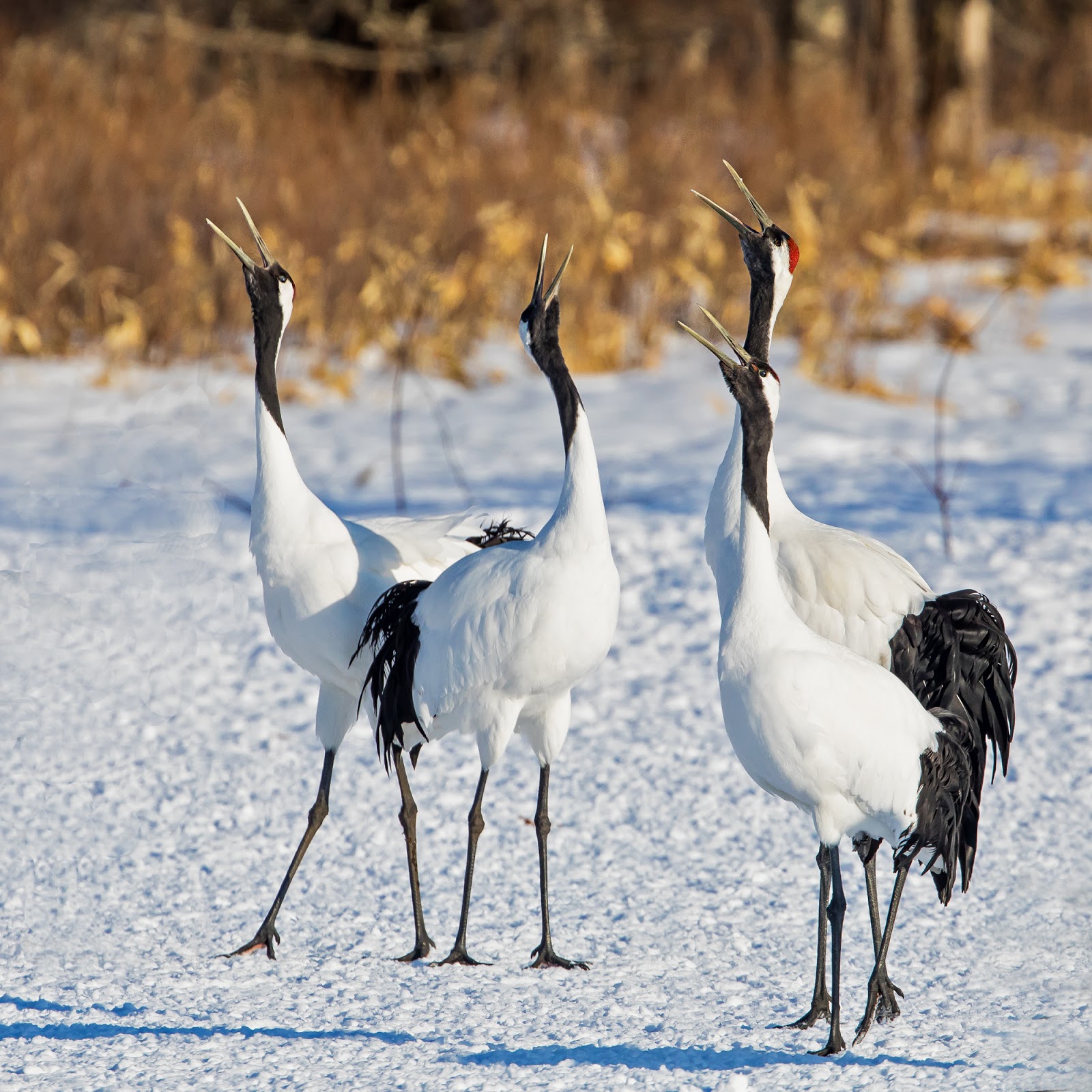 в небе в николаеве журавлиные стаи. журавль в небе. серый журавль питается. журавлиный клин в небе. японские журавли.