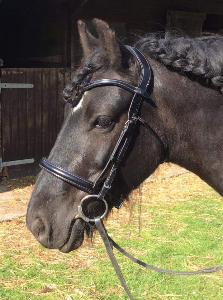 Horse Bit Fit