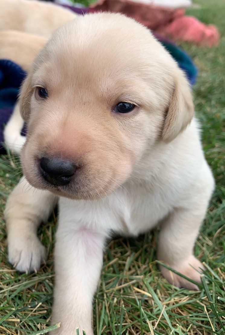 K & J Pointing Labs STELLA