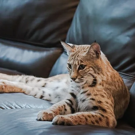 Pet bobcat instinctively pees and poops in human toilet the owner said