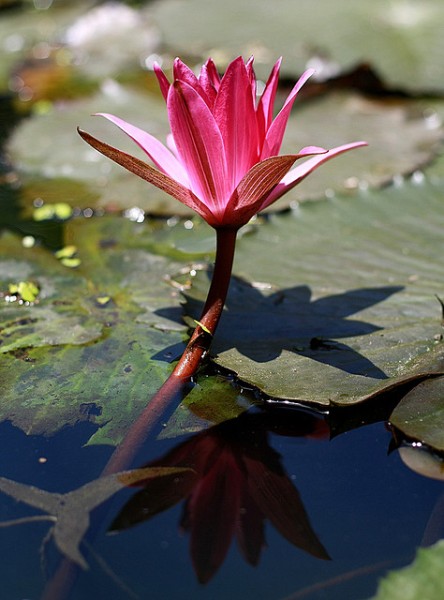 lotus bloom lotus bloom