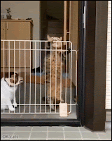 Funny cat GIF • The great escape. Look at those little toes! But I do feel bad for the poor squished kitty :(