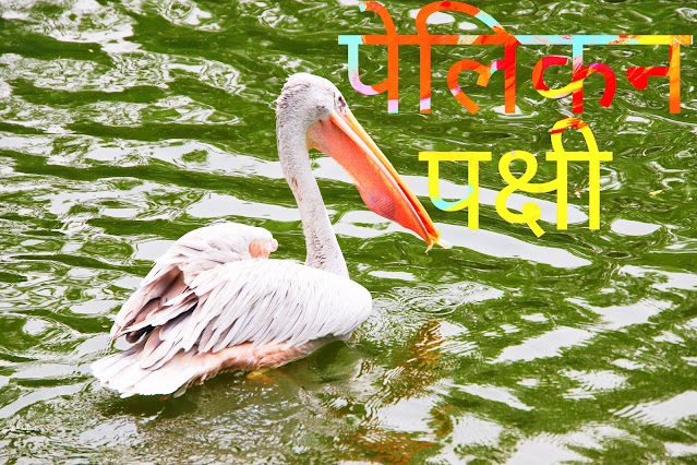 Pelican Bird Information In Hindi पेलिकन पक्षी के बारे में अदभुत जानकारिया