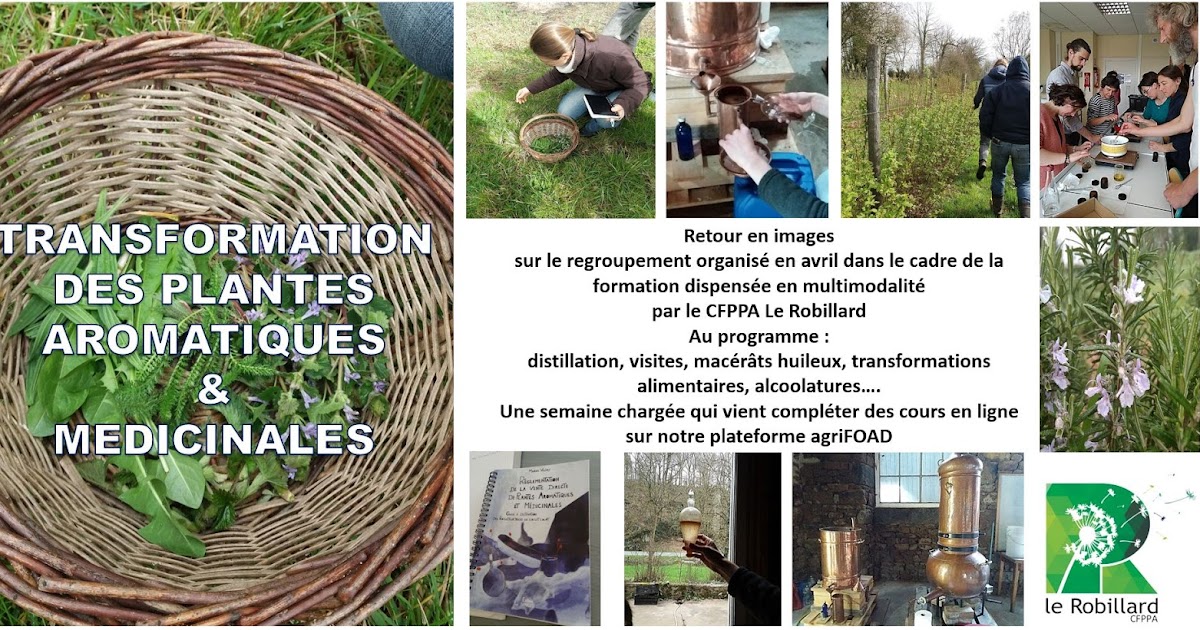 Transformation des Plantes Aromatiques et Médicinales ~ CFPPA LE ROBILLARD