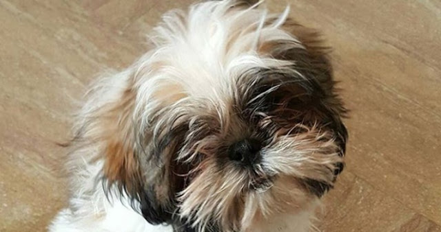 Seu SHIH TZU não quer comer? Veja as possíveis causas e soluções