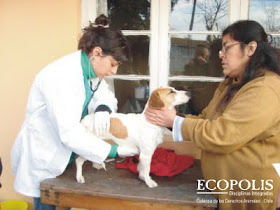 Blog Ecopolis: Asistencia Veterinaria Móvil