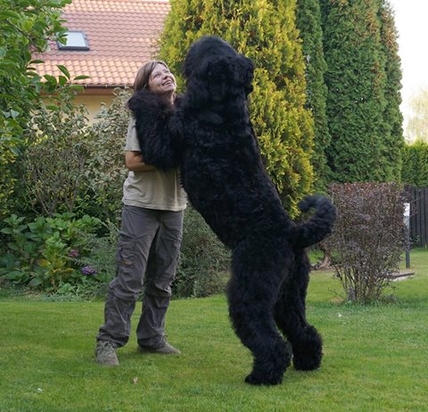 Large Black Russian Dog Black Russian Poodle Black Russian Terrier