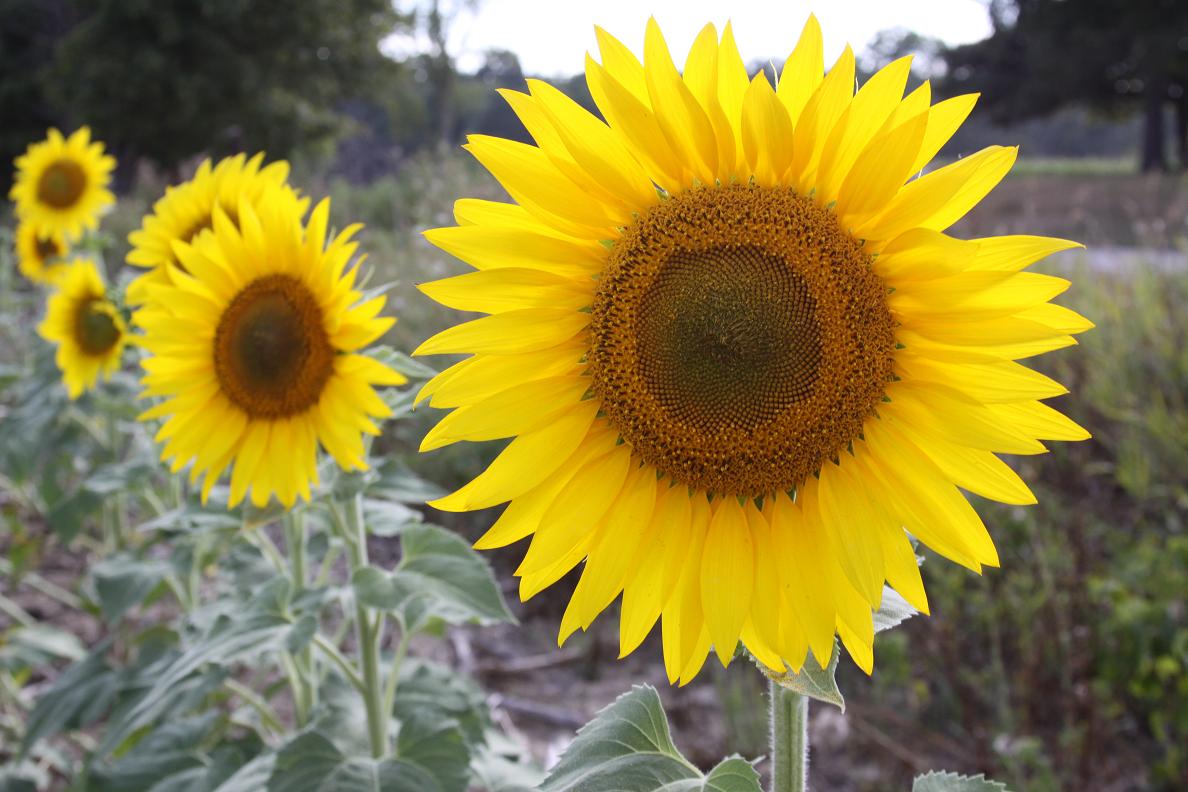 Michigan Exposures A Field of Sunflowers