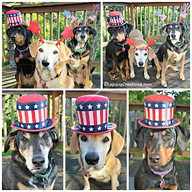 3 rescue dogs dressed up for fourth of july