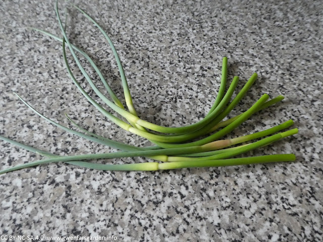 A bunch on garlic scapes on a kitchen bench.