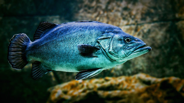 fish information in hindi मछलियों के बारे में रोचक जानकारिया