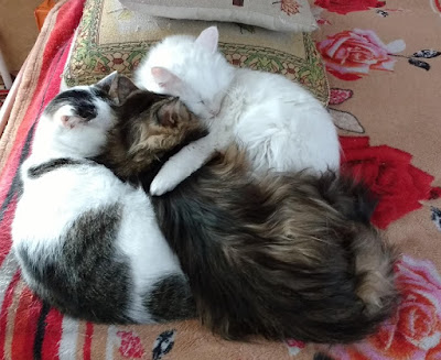 Блог Кота Васьки Тройка отважных