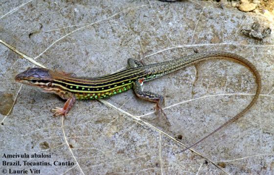 Argentina nativa Ameivula abalosi