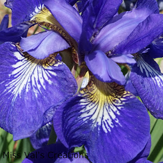 Miss Val's Creations: Our Yard