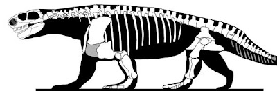 Ennatosaurus skeleton