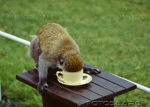 https://1.bp.blogspot.com/-Ny5m3iW7sKE/VDcyFuY70hI/AAAAAAAAOzI/bsOvQIBNhEk/s1600/kenya-masi-mara-monkey-drinking-from-coffee-cup-at-safari-camp-_-76038704.jpg