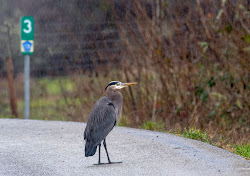 rainy birds rain sunday heron elkton stands oregon jan near country road