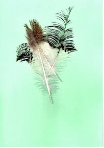 Feathers of White Ibis