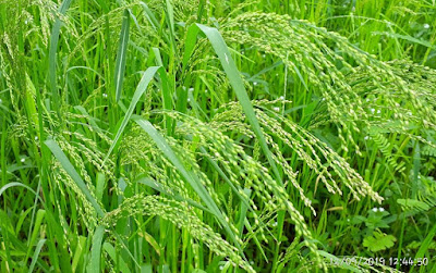 Little Millet Crop after 60 days, Variety-VS9