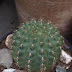 Notocactus ottonis var. Vencluianus 