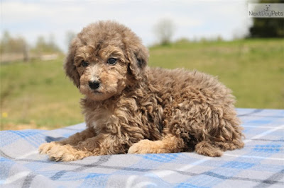 F2 Aussiedoodle Temperament, Size, Lifespan, Adoption F2 Aussiedoodle Temperament, Size, Lifespan, Adoption