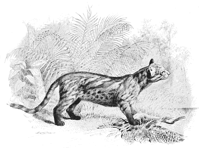 Pantanal kedisi