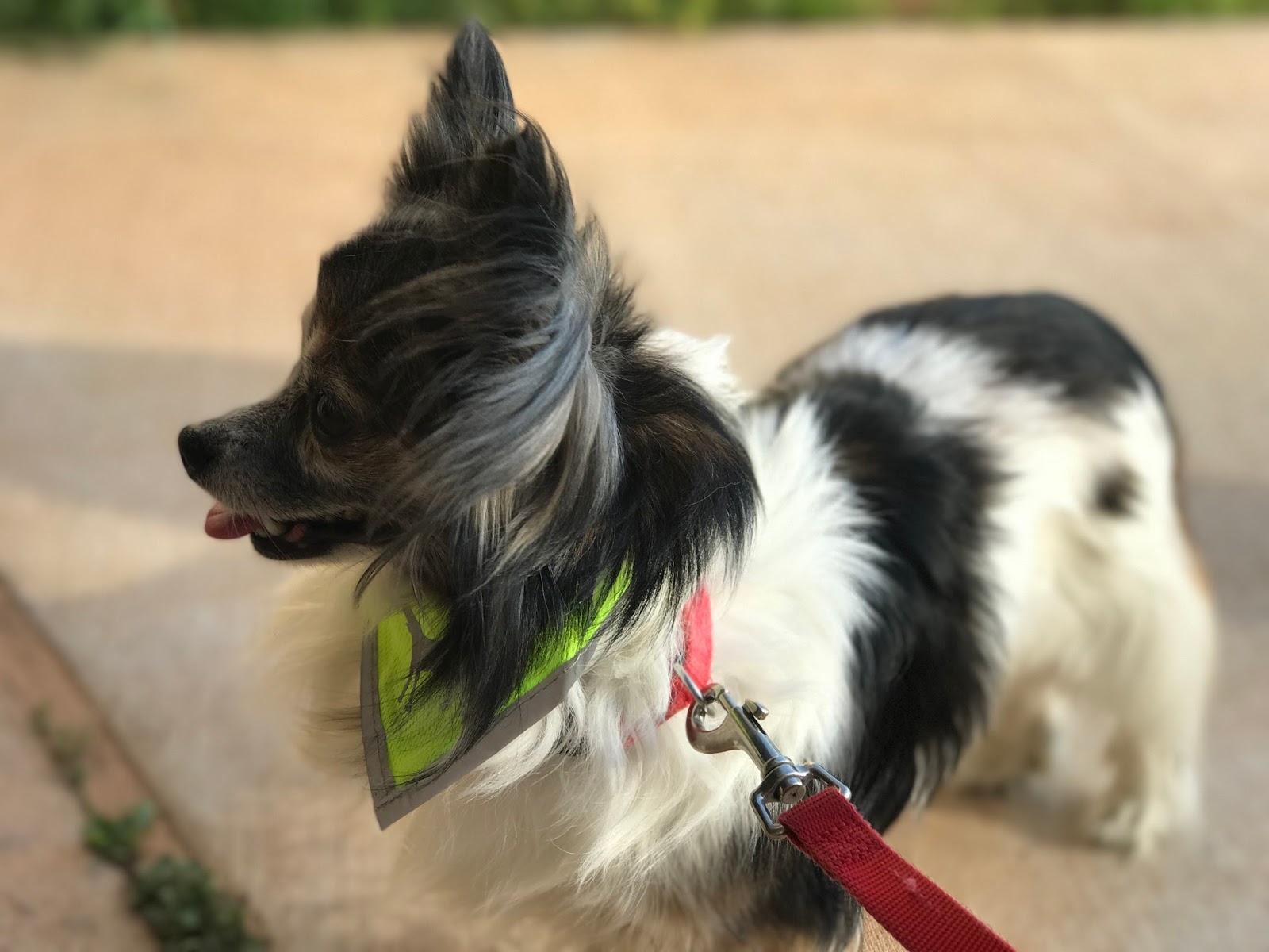 How to Keep Your Pup Safe When You're Out & About - A Paper Arrow