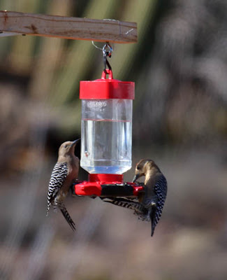 Photo of two Gila Woodpeckers on nectar feeder