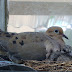 ~ Mourning Doves ~