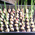Stop buying garlic. Here’s how to grow an endless supply of garlic right at home