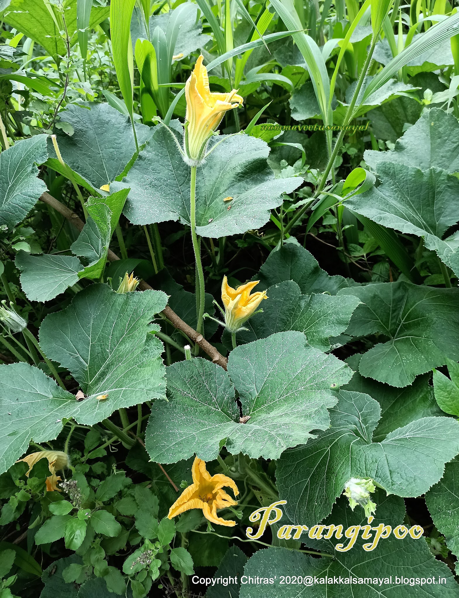 kalakkalsamayal YellowPumpkinFlowerinCooking